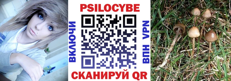 Псилоцибиновые грибы Psilocybe Купить закладки Карачаевск